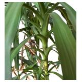 Gorgeous Tall Real Dragon Tree with Two Handled Planter