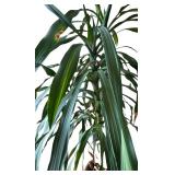 Gorgeous Tall Real Dragon Tree with Two Handled Planter