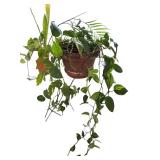 Two Beautiful Plants in a Bright Orange Vase and Terra Cotta Pot