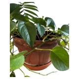 Two Beautiful Plants in a Bright Orange Vase and Terra Cotta Pot