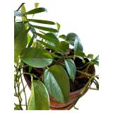Two Beautiful Plants in a Bright Orange Vase and Terra Cotta Pot