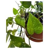Two Beautiful Plants in a Bright Orange Vase and Terra Cotta Pot