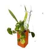 Two Beautiful Plants in a Bright Orange Vase and Terra Cotta Pot