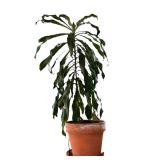 Large Potted Dracaena Deremensis Plant