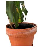 Large Potted Dracaena Deremensis Plant