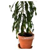 Large Potted Dracaena Deremensis Plant