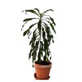 Large Potted Dracaena Deremensis Plant