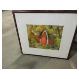 CLOWN FISH PHOTO BY J. MALO