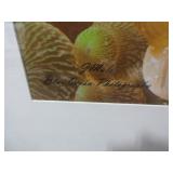 CLOWN FISH PHOTO BY J. MALO