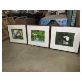 LISA ERICKSEN BIRD PHOTOGRAPHS