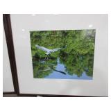 LISA ERICKSEN BIRD PHOTOGRAPHS