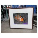 CLOWN FISH PHOTOGRAPH BY J. MALO