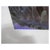 CLOWN FISH PHOTOGRAPH BY J. MALO