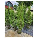 Pyramidal Arborvitae - 5