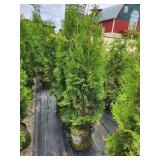 Pyramidal Arborvitae - 5