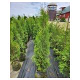 Pyramidal Arborvitae - 5