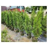 Pyramidal Arborvitae - 5