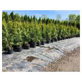 Emerald Green Arborvitae 2