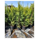 Emerald Green Arborvitae 2