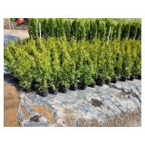 Emerald Green Arborvitae 2
