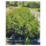 White Cedar Tree - 2