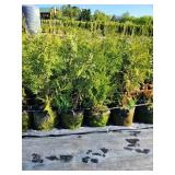 White Cedar Tree - 2