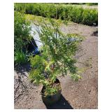 White Cedar Tree - 2