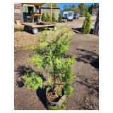 White Cedar Tree - 2