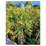 White Cedar Tree - 2