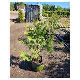 White Cedar Tree - 2