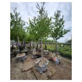 Autumn Blaze 3" caliper