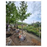 Autumn Blaze 3" caliper