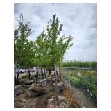 Autumn Blaze 3" caliper