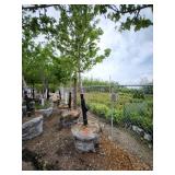 Autumn Blaze 3" caliper