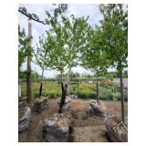 Autumn Blaze 3" caliper