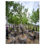 Autumn Blaze 3" caliper