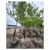 Autumn Blaze 3" caliper