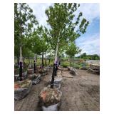 Autumn Blaze 3" caliper