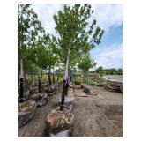 Autumn Blaze 3" caliper