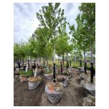 Autumn Blaze 3" caliper