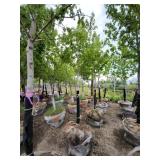 Autumn Blaze 3" caliper