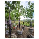 Autumn Blaze Maple 3" caliper.