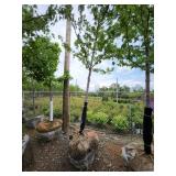 Autumn Blaze Maple 3" caliper.