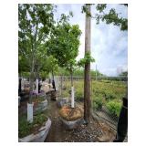 Red Maple - 2.5" caliper