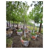 Red Maple - 2.5" caliper