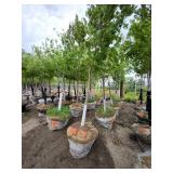 Red Maple - 2.5" caliper