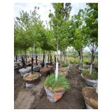 Red Maple - 2.5" caliper