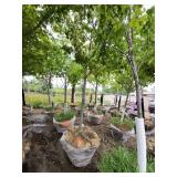 Red Maple - 2.5" caliper