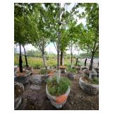 Red Maple - 2.5" caliper