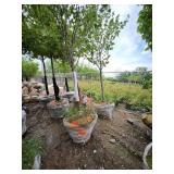 B&B Red Maple - 2 1/2" caliper